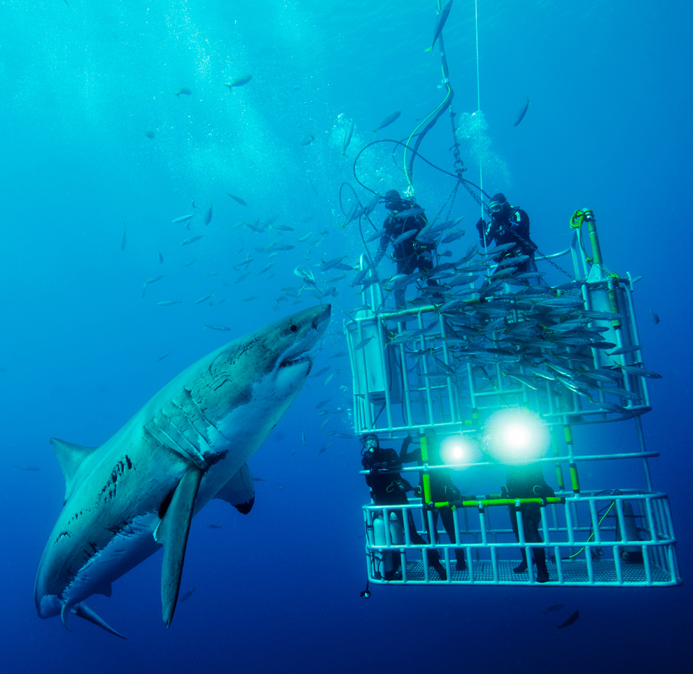 Big ass shark